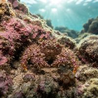 Bristly Crab