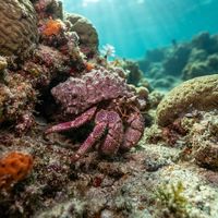 Pink Hermit Crab