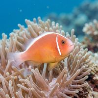 Pink Skunk Anemonefish with pale pink body and single white dorsal stripe nestled among the tentacles of a sea anemone on a coral reef.
