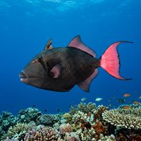 Pinktail Triggerfish