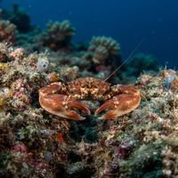 Long-clawed Porcelain Crab