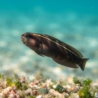 Sabertooth Blenny