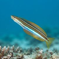 Bluestriped Fangblenny