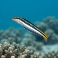 Piano Fangblenny resting on coral rubble, elongated brown body with pale mottling and large eyes.