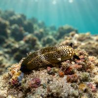 Plakobranchus Papua