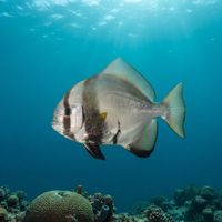 Humpback Batfish