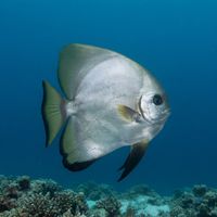 Adult batfish with a rounded silver-grey body and tall fins hovering over a coral reef wall.