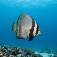 Dusky Batfish