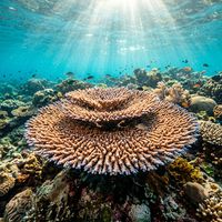 Plate Coral