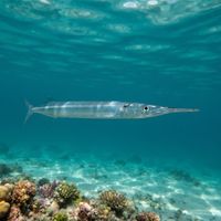 Keeled Needlefish