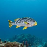 Lined Sweetlips