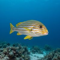Ribboned Sweetlips