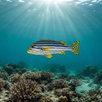 Oriental Sweetlips