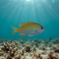 Brighteye Damselfish