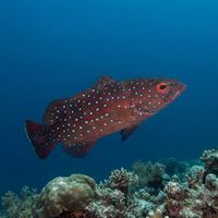 Coral Trout