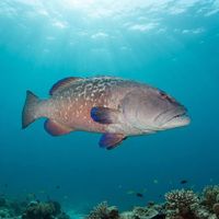 Marbled Coralgrouper