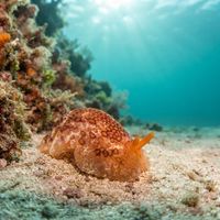 Peron's Sidegill Slug