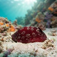 Pleurobranchus weberi