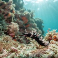 Solanderia Aeolid