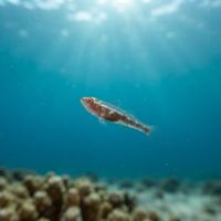 Mozambique Ghostgoby
