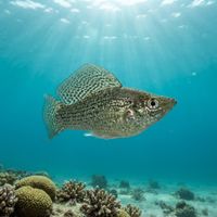 Sailfin Molly