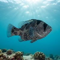Bearded Soapfish