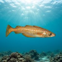 Adult pollack with a bronze-green back and pale golden flanks hovering over a rocky reef.