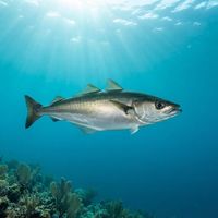 Adult saithe with a dark greenish back, silvery flanks and a pale lateral line swimming over a rocky reef.