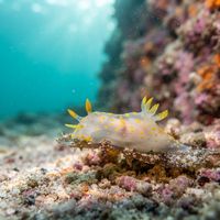 Fourline nudibranch with translucent white body and four yellow-tipped orange lines on a rocky seabed.