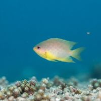 Ambon Damselfish