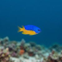 Goldbelly Damselfish