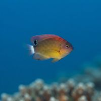 Speckled Damselfish