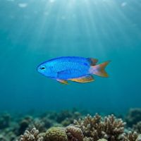 Neon Damselfish