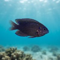 Wedgespot Damselfish
