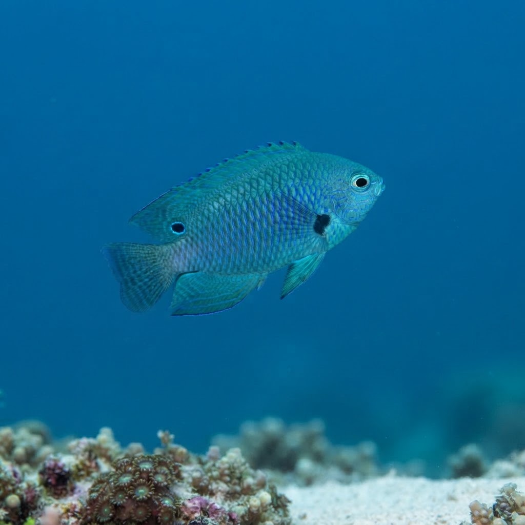 Nagasaki Damselfish