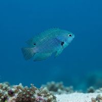 Nagasaki Damselfish