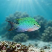 Peacock Damselfish