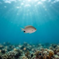 Blackspot Damselfish
