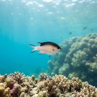 Tahiti Damsel