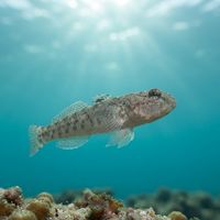 Sand Goby