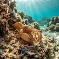 Fan-shell Associated Shrimp
