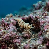 Anker's Whip Coral Shrimp