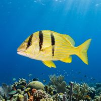 Porkfish with bold black vertical bar behind the head and yellow horizontal stripes swimming over a coral reef.