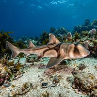 Port Jackson Shark resting on a sandy seabed, showing its blunt head, brown harness-like body markings, and stout body.
