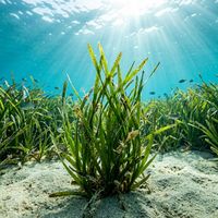 Posidonia seagrass forming a dense green meadow of strap-like leaves on a sandy Mediterranean seafloor.