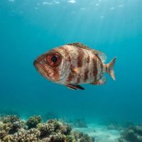 Atlantic Bigeye