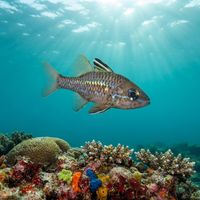 Bandfin Cardinalfish