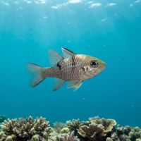Threespot Cardinalfish