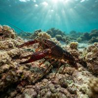 Red Swamp Crayfish with reddish-brown body and long claws resting on freshwater lake bottom.
