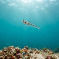 Ferrer's Goby